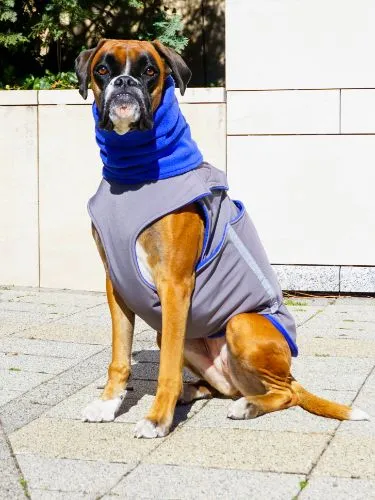 BOXER SOFTSHELL DOG COAT   NECK WARMER / MADE TO ORDER